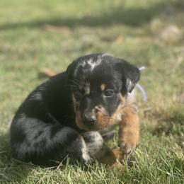 Beauceron and Doberman Pinscher Puppies from Elitehaus