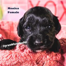 Monica - Black female Goldendoodle puppy in Peytno, Colorado from Grace N Faith Doodles