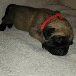 Boy 7 - Fawn Mastiff puppy in Aurora, Colorado from Bratay Mastiffs