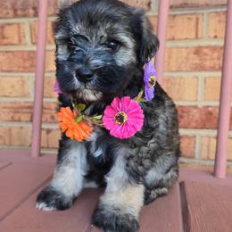 Callie - Salt and pepper female Miniature Schnauzer puppy in Hickory, North Carolina from Selene's Schnauzers
