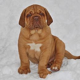 Dogue de Bordeaux Puppies from Marcus Diggs