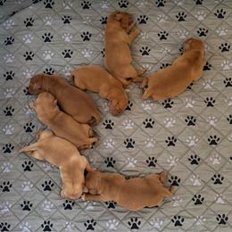 Sweet girl 1 - Yellow female Labrador Retriever puppy in Ranchita, California from Pacific Crest Labradors