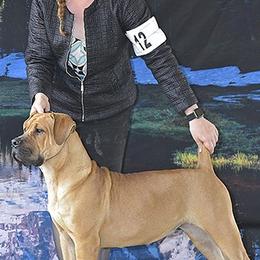 Boerboels and Cane Corso from Ironhide Cane Corso Italiano Kennels