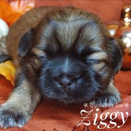 Ziggy - Gold and white male Shih Tzu puppy in Peoria, Arizona from Loyal Shih Tzu