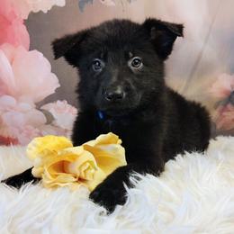 Blue - Black male German Shepherd puppy in Holden, Missouri from Shiloh's Shepherds & Ridgebacks