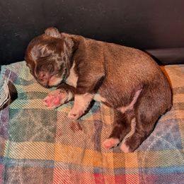 Boy 1 - Liver male Miniature Schnauzer puppy in Brownwood, Texas from Texas Dreams Mini Schnauzers