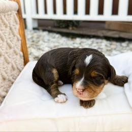 Mickey - Tri-color male Bernedoodle puppy in Wamego, Kansas from Doodles of Oz