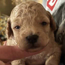 Boy 2 - Poodle puppy from Ruth’s Poodles