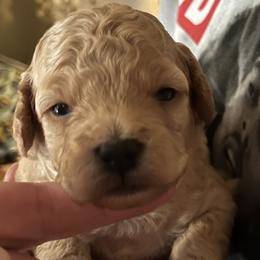 Boy 2 - Poodle puppy from Ruth’s Poodles