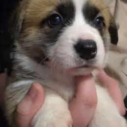 Male 1 - Sable male Pembroke Welsh Corgi puppy in Oswego, New York from Short & Stout