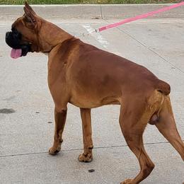 Boxers from Southwest Mountain Boxers