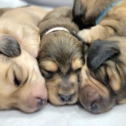 Dachshund puppies from Terracane Dachshunds & Sunwell Golden Retrievers