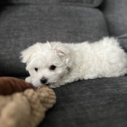 Maltese Puppies from Genice’s Small Wonders