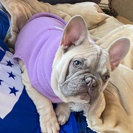 French Bulldog Puppies from Bourbon Country Bullies