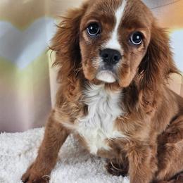 Jack AKC - Ruby male Cavalier King Charles Spaniel puppy in Decatur, Illinois from Petite Pups