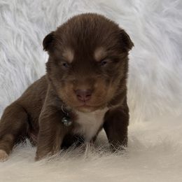 Boy 3 - Brown and white Siberian Husky puppy in Jonesborough, Tennessee from Dry Creek Siberians