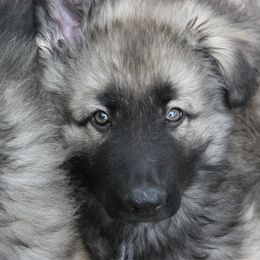 Shiloh Shepherd Puppies from Solace Shilohs