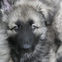 Shiloh Shepherd Puppies from Solace Shilohs