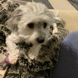 Willow - Coton de Tulear