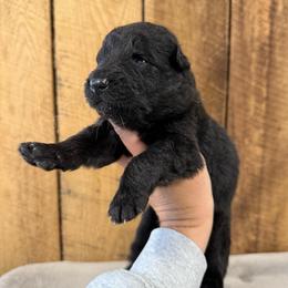 Green - Black male German Shepherd puppy in Terra Alta, West Virginia from Shepherd Country Farm and Kennels