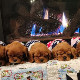 Cavalier King Charles Spaniel Puppies from Parker Puppies