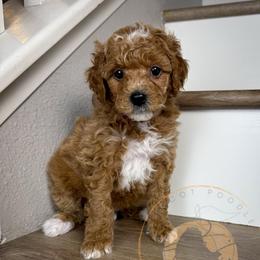Peony - Apricot female Goldendoodle puppy in Murrieta, California from Apricot Poodles & Goldendoodles, LLC