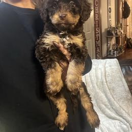 Merry - Red phantom female Aussiedoodle puppy in Yellville, Arkansas from Ozark Mountain Doodles & Pugs