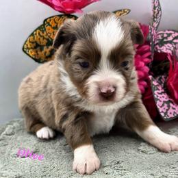 OLIVE - Red merle female Toy Australian Shepherd puppy in Viking, Minnesota from Son Shine Farm