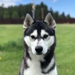 Trixie - Siberian Husky