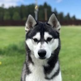 Trixie - Siberian Husky