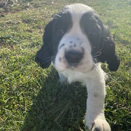 English Springer Spaniel Puppies from Hometown Springers