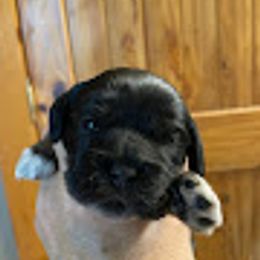Boy 2 - Black and white male Cocker Spaniel puppy in Sautee Nacoochee, Georgia from Candy's Cockers