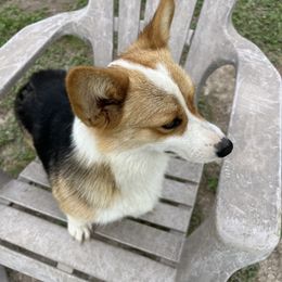 Pembroke Welsh Corgi Puppies from Schott’s Country Corgis