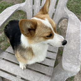 Pembroke Welsh Corgi Puppies from Schott’s Country Corgis