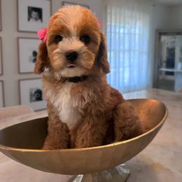 Princess - Red female Cavapoo puppy in Sacramento County, California from Sac-Town Poodles and Doodles