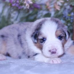 Woodford - Blue merle male Australian Shepherd puppy in Easton, Missouri from MMA Kennel