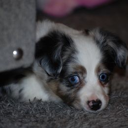 Miniature American Shepherd and Miniature Australian Shepherd Puppies from Fuzy Butts Mini & Toy Aussies