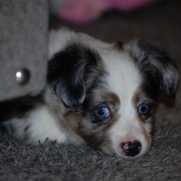 Miniature American Shepherd and Miniature Australian Shepherd Puppies from Fuzy Butts Mini & Toy Aussies