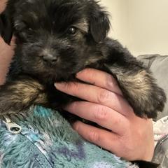 Chad - Black and tan male Lowchen puppy in Sioux Falls, South Dakota from PreVi Kennels