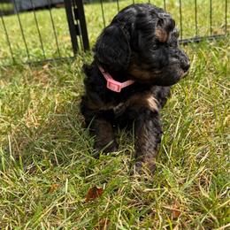 Lucy - Tri-color female Bernedoodle puppy in Constableville, New York from Zehr’s Labradoodles & Bernedoodles