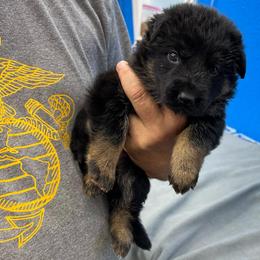 Girl 4-yellow - Black and tan female German Shepherd puppy in Sharon Grove, Kentucky from Julie’s Shepherds