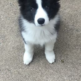 Border Collie Puppies from Bold North Border Collies