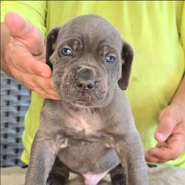 Orange Collar Male - AKC and ICCF - Lightning X Lawman - Gray male Cane Corso puppy in Gorman, Texas from McOmber Country Kennels