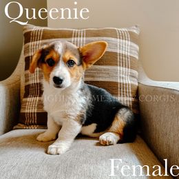 Queenie - Black and tan female Pembroke Welsh Corgi puppy in Lebanon, Oregon from Highland Meadow Corgis