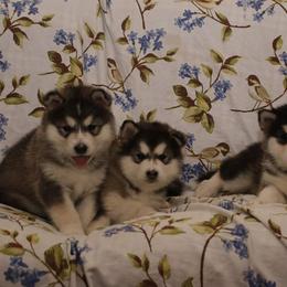 Alaskan Malamute Puppies from ArctiCircle Alaskan Malamutes