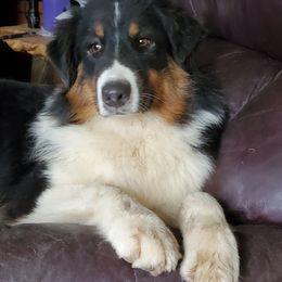 Australian Shepherd All Grown Up from Bur Oak Aussie's