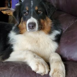 Australian Shepherd All Grown Up from Bur Oak Aussie's