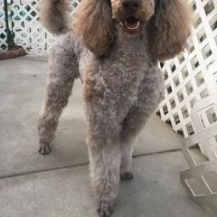 Lord - Poodle
