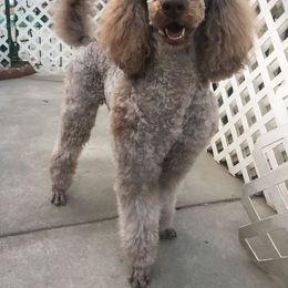 Lord - Poodle