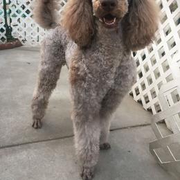 Lord - Poodle